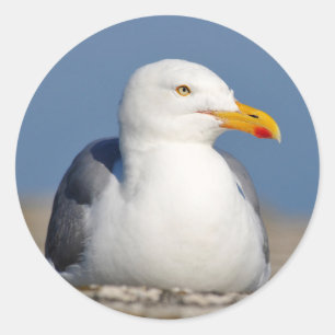 Adesivo Redondo Gaivota de arenque na parede