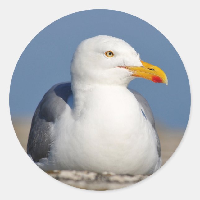 Adesivo Redondo Gaivota de arenque na parede (Frente)