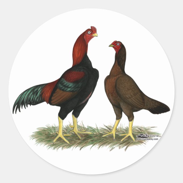 Adesivo Redondo Galináceos Aseel Black Red (Frente)
