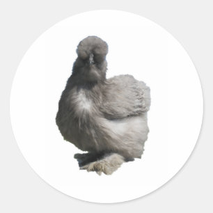 Adesivo Redondo Galinha azul macia bonito de Silkie