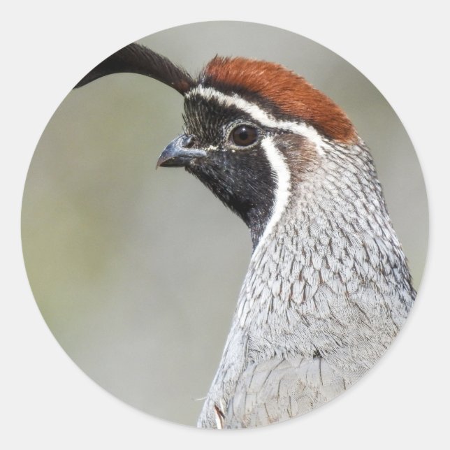 Adesivo Redondo Gambel's Quail Sticker (Frente)