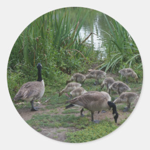 Adesivo Redondo Gansos e Goslings Stickers