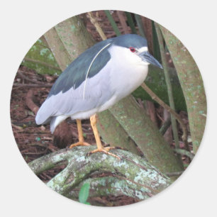 Adesivo Redondo Garça-nocturna-cinza ostentando sua pluma branca