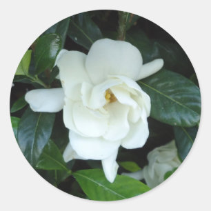 Adesivo Redondo Gardenia