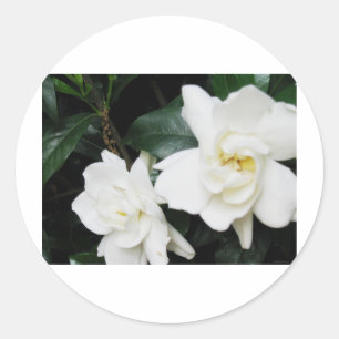 Adesivo Redondo Gardenias