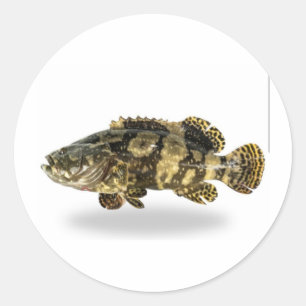 Adesivo Redondo Garupa Manchada Majestosa - Peixe de Recife de Cor