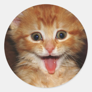 Adesivo Redondo gatinho