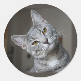 Adesivo Redondo Gatinho Atento Cinza Listrado Fofo