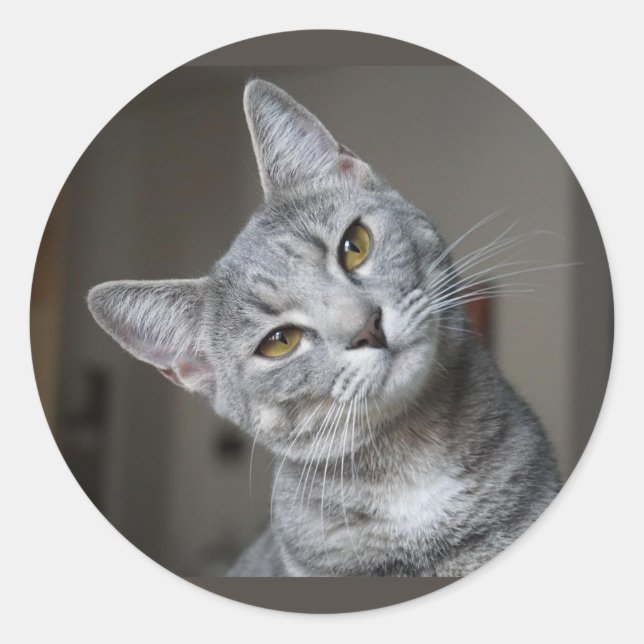 Adesivo Redondo Gatinho Atento Cinza Listrado Fofo (Frente)