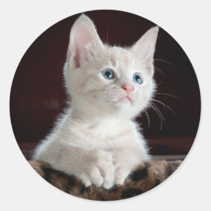 Adesivo Redondo Gatinho Branco Adorável com Olhos Azuis e Nariz Ro
