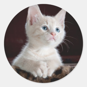 Adesivo Redondo Gatinho branco super bonito