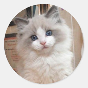 Adesivo Redondo Gatinho Cutie de Ragdoll