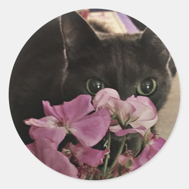 Adesivo Redondo Gatinho de espiões-a-boo (Frente)