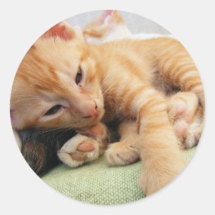 Adesivo Redondo Gatinho De Gelado De Tigre