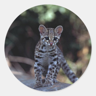 Adesivo Redondo Gatinho de Margay (wiedi do Felis) na árvore