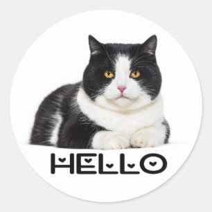 Adesivo Redondo Gatinho Fofinho Olá Gato Preto Branco