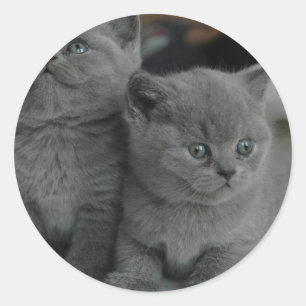 Adesivo Redondo gatinho gatinho, miau, miau, gatinho, gatinho