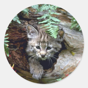 Adesivo Redondo gatinho Lince-verão-novo no registro oco