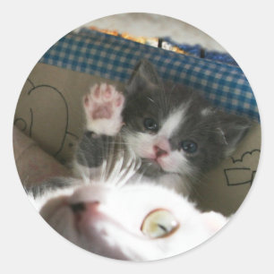 Adesivo Redondo Gatinho olá!