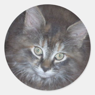 Adesivo Redondo Gatinho Torbie Bonito