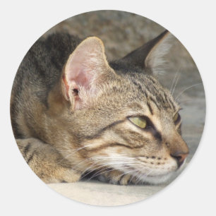 Adesivo Redondo Gatinhos