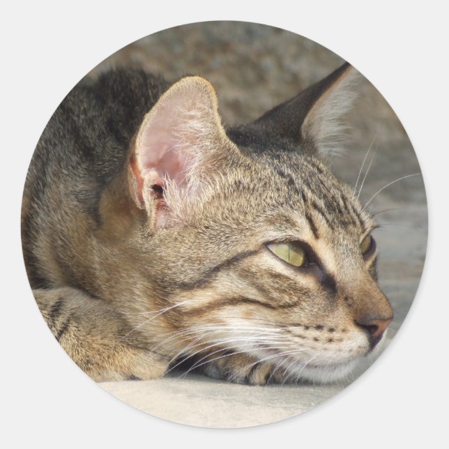 Adesivo Redondo Gatinhos (Frente)