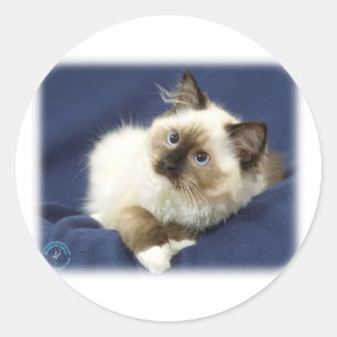 Adesivo Redondo Gato 9W082D-011 de Ragdoll