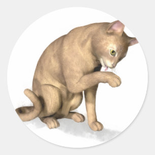 Adesivo Redondo Gato Abyssinian que lambe sua pata