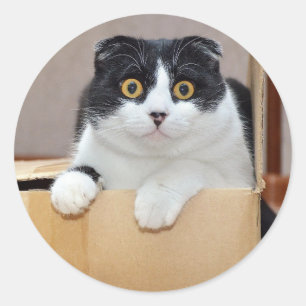 Adesivo Redondo Gato Animais De Estimação Fofos De Smoking