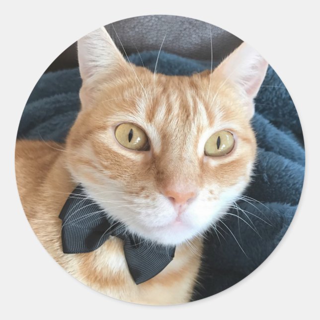 Adesivo Redondo gato arco (Frente)