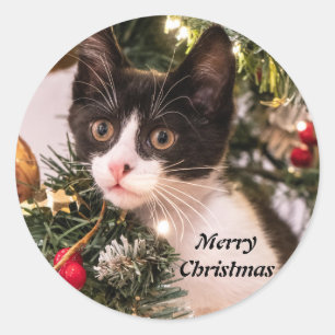 Adesivo Redondo Gato Branco e Preto Reproduzido na Árvore de Natal