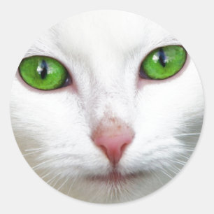 Adesivo Redondo Gato Branco Verde