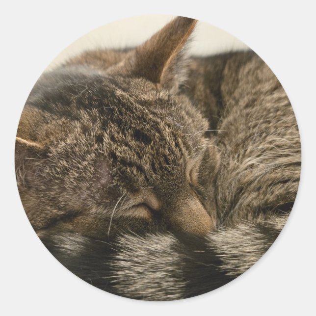 Adesivo Redondo Gato de dormir (Frente)