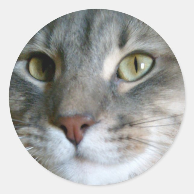 Adesivo Redondo Gato-de-gato (Frente)