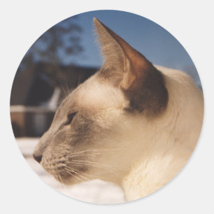 Adesivo Redondo Gato de Neve - Perfil de Ponto Azul Siamês