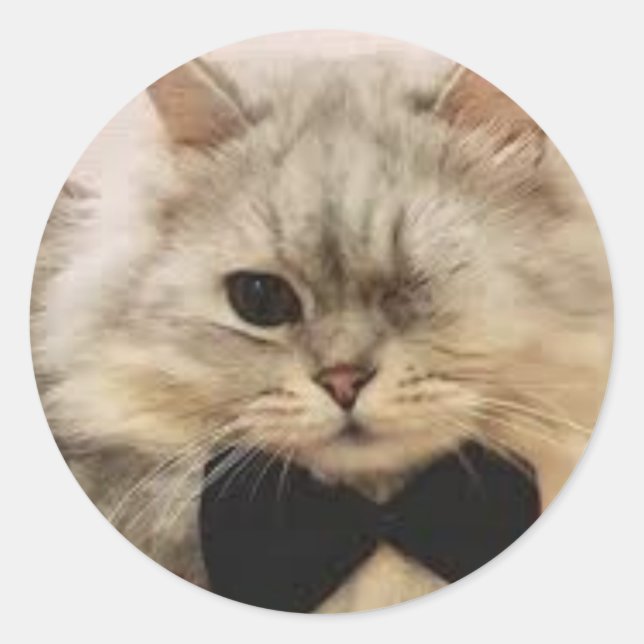 Adesivo Redondo Gato de um só olho (Frente)