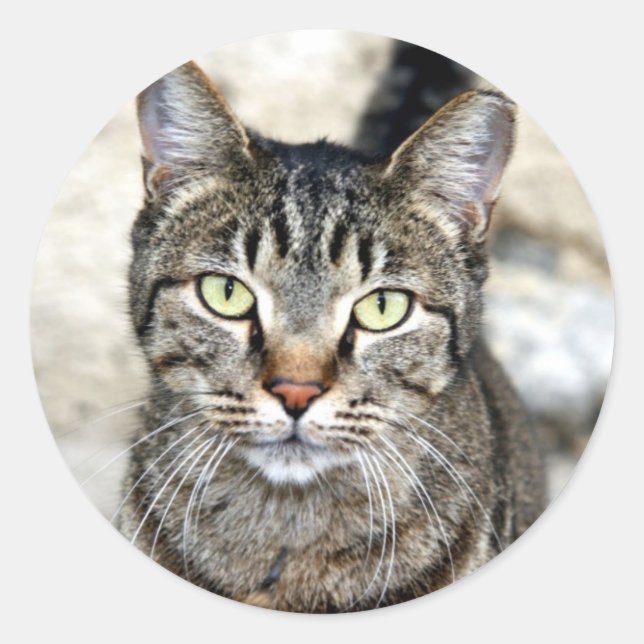 Adesivo Redondo Gato Egípcio (Frente)