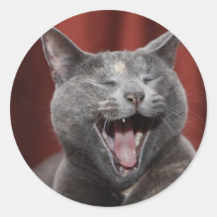 Adesivo Redondo Gato engraçado