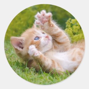 Adesivo Redondo Gato engraçado bonito brincando num jardim florid