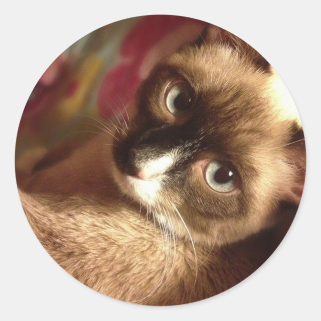 Adesivo Redondo Gato Marrom Bonito (Frente)