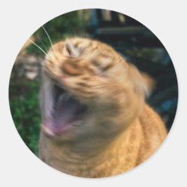 Adesivo Redondo Gato Meme