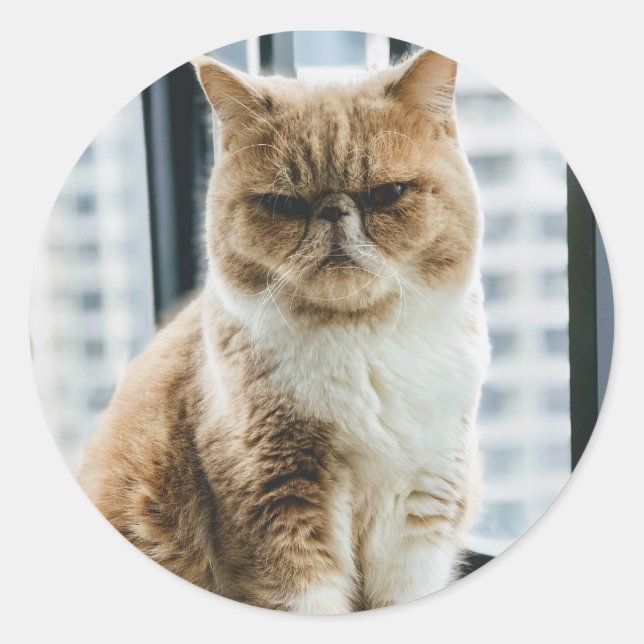 Adesivo Redondo Gato Meme (Frente)