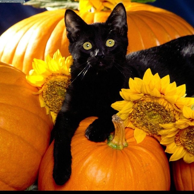 Adesivo Redondo Gato Negro (Black Cat Sitting on Pumpkins on Halloween Night!)