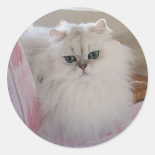 Adesivo Redondo Gato Persa Branco em uma Cadeira Rosa