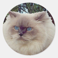 Gato Persa Himalaio
