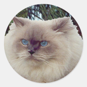 Adesivo Redondo Gato Persa Himalaio