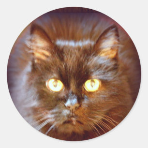 Adesivo Redondo gato preto
