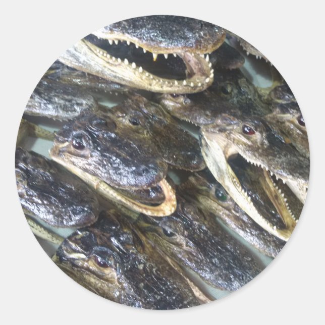 Adesivo Redondo Gator Head Sticker (Frente)