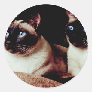 Adesivo Redondo Gatos Intensos