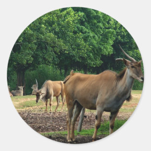 Adesivo Redondo Gazela, zoológico de animais selvagens,羚.